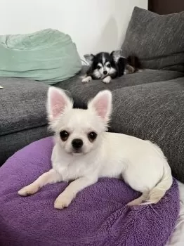tomo 様のお迎えした子犬