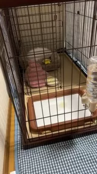 D.K 様のお迎えした子犬