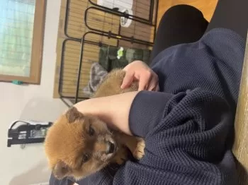 元太 様のお迎えした子犬