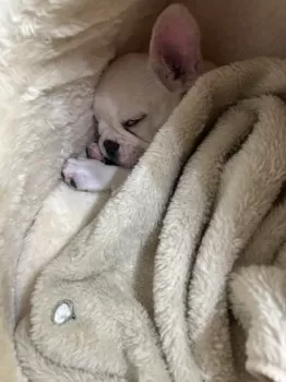 もりもり子 様のお迎えした子犬