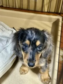 T.T 様のお迎えした子犬