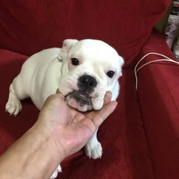 Y.N 様のお迎えした子犬