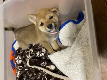 マドン 様のお迎えした子犬