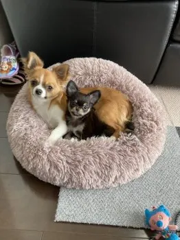 ルナ 様のお迎えした子犬