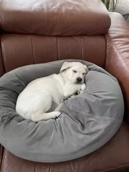 A.K 様のお迎えした子犬