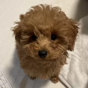 R 様のお迎えした子犬