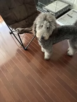 んぼけ 様のお迎えした子犬