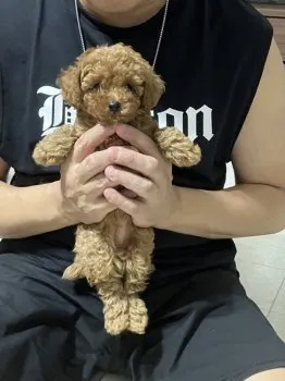 N.S 様のお迎えした子犬