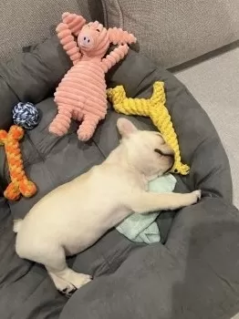 Y.M 様のお迎えした子犬