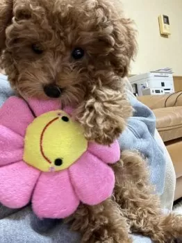 りょう 様のお迎えした子犬