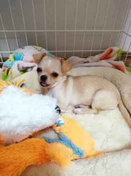 フラワー 様のお迎えした子犬