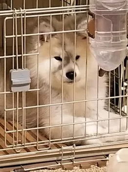 ウサギとゴールデン 様のお迎えした子犬