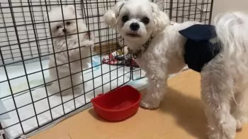 スマイロとジジとラムのママ 様のお迎えした子犬