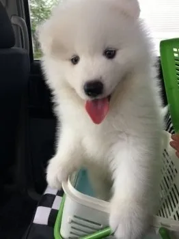 リントウ 様のお迎えした子犬