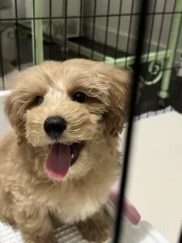 S.K 様のお迎えした子犬