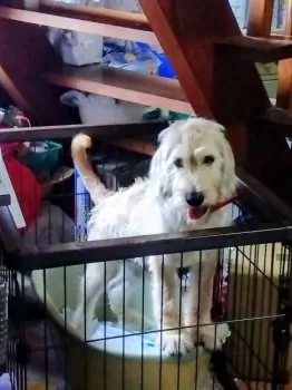 ソラ 様のお迎えした子犬