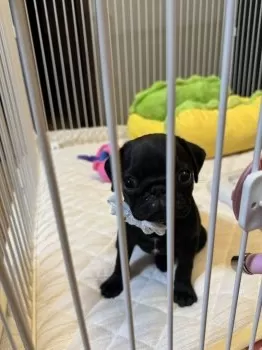 K.T 様のお迎えした子犬