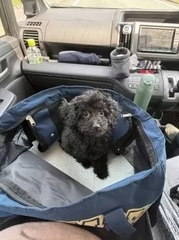 アユカ 様のお迎えした子犬