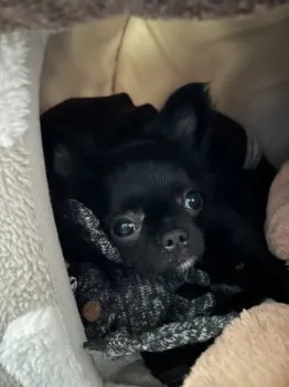 R.S 様のお迎えした子犬