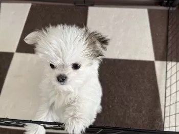 T.E 様のお迎えした子犬