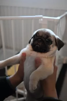 M.Ｉ 様のお迎えした子犬