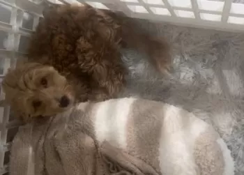 めぐみ 様のお迎えした子犬