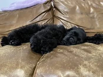 A.S 様のお迎えした子犬