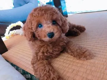 のぶ 様のお迎えした子犬