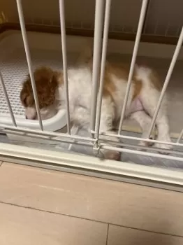 C.K 様のお迎えした子犬