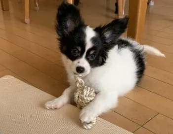 クニクニ0715 様のお迎えした子犬