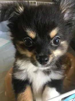 M 様のお迎えした子犬