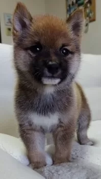 I.S 様のお迎えした子犬