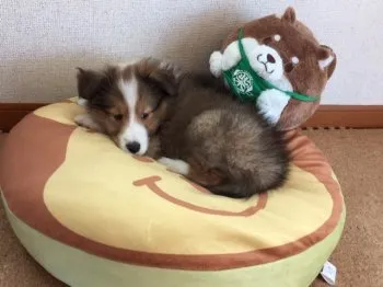 くますけ 様のお迎えした子犬