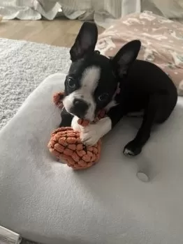 K.M 様のお迎えした子犬