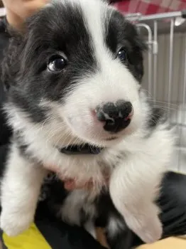 そらまめ 様のお迎えした子犬