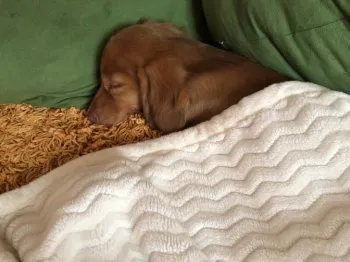 ワンチャンマッサージ 様のお迎えした子犬