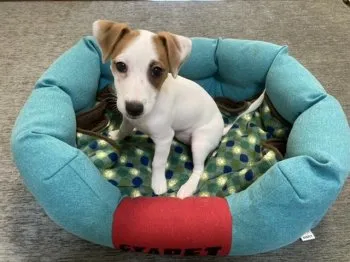 いぬ吉 様のお迎えした子犬