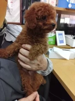 Y.H 様のお迎えした子犬