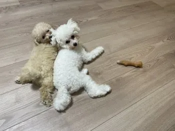 あいか 様のお迎えした子犬