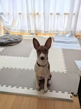 アッキィ 様のお迎えした子犬