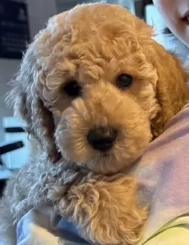 M.S 様のお迎えした子犬