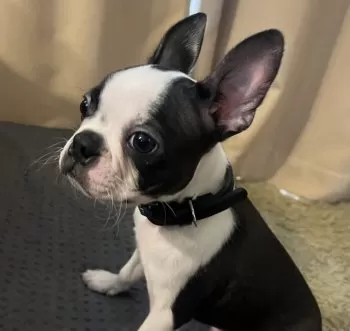 E.S 様のお迎えした子犬
