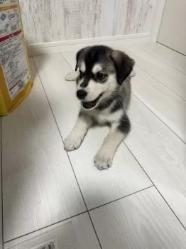 D 様のお迎えした子犬