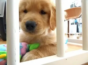 M.O 様のお迎えした子犬