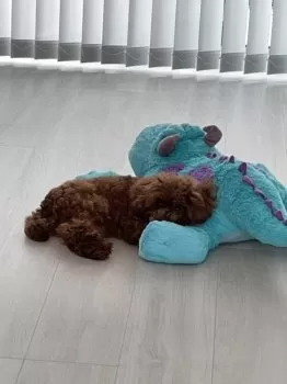 M.S 様のお迎えした子犬