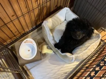 H.O 様のお迎えした子犬