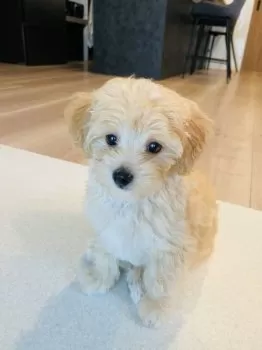 M 様のお迎えした子犬