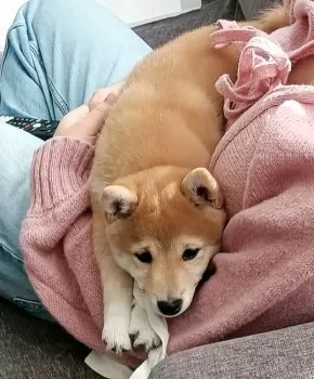 Y.N 様のお迎えした子犬