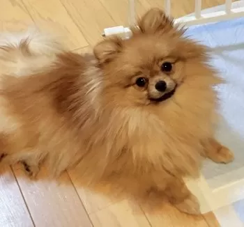 ランココ 様のお迎えした子犬