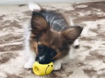 まさ 様のお迎えした子犬